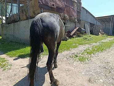 Продаю | Кобыла (самка) — 2
