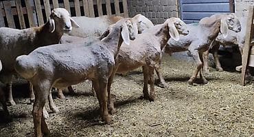собака корги: Продаю | Ягненок | Арашан | Для разведения — 1