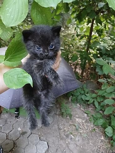 Мышыктар: Котята ищут дом! Маленькие смышленные, ласковые котятки Возраст 1 — 2