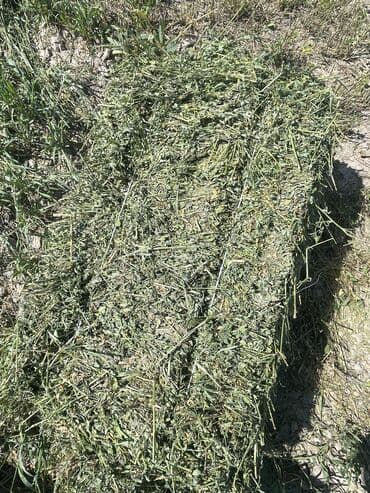 сколько стоит баран: Продаю тюки в количестве 700 шт 3 укос Тюк сатылат 700 даана 3 — 6