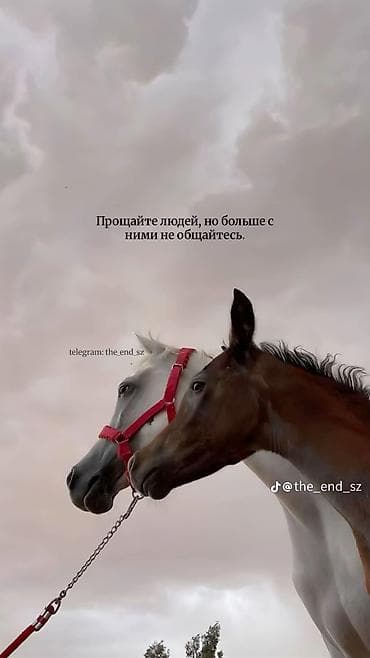 квартира ош юго восток: 1 комната — 1