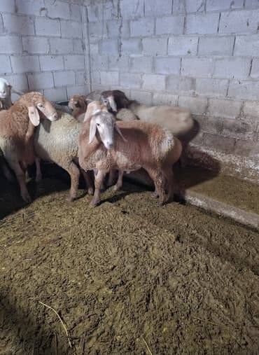 номер приюта для животных бишкек: Продаю | Ягненок, Баран (самец) | Эдильбаевская, Арашан | На забой, Для разведения | Племенные — 1