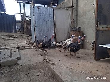 доска объявлений о кошках: Продаю | Индюк (самец) | Полукровка | Для разведения | Племенные — 3