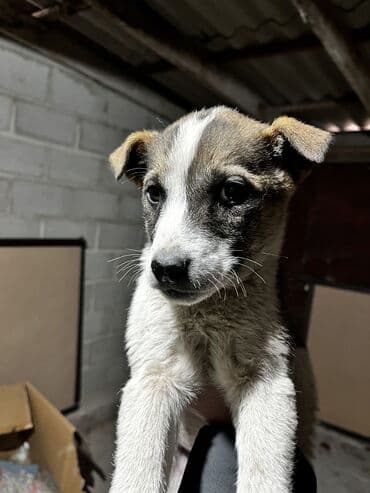 сколько стоит щенок хаски в бишкеке: Щенки дворняги ждут свой новый дом. Нашел на мусорке их. Согрел — 3