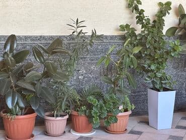саженцы плодовых деревьев бишкек: 🌿 Продаются комнатные цветы! 🌿 ✨ В наличии: крупный и ухоженный Фикус — 3