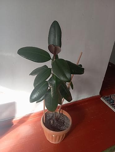 фикус каучуковый: Продаю Фикус — 1