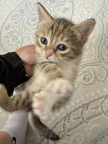 кошки лысые: Кошка даром: Беспородная, 1 месяц, Девочка — 3