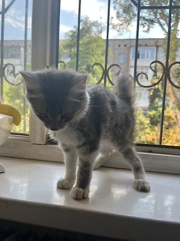 scottish fold: Милая и красивая кошечка ищет заботливый дом! ​Пол: Девочка ​Порода — 3