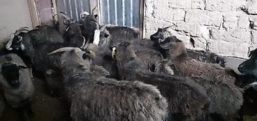 коой: Продаю | Коза (самка) | Для разведения | Котные — 3