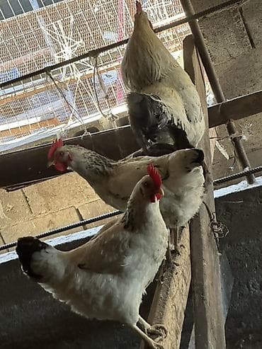 яйца куриные: Продаю | Куры | Полубрама, Домашняя, Хай-Лайн Браун | На забой, Для разведения, Несушки — 1