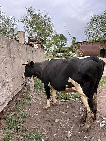 гуси линда: Продаю | Корова (самка) | Голштин, Швицкая | Для разведения, Для молока | Стельные, Искусственник — 2