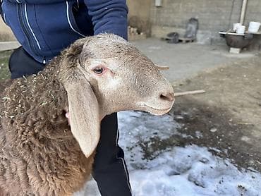 ит сатылат: Сатам | Кочкор (эркек) | Арашан | Көбөйтүү үчүн | Асыл тукумдуу, Жасалма жол менен боозутуу — 7