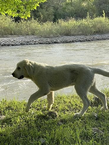Собаки: Алабай, 5 месяцев, Самец — 3