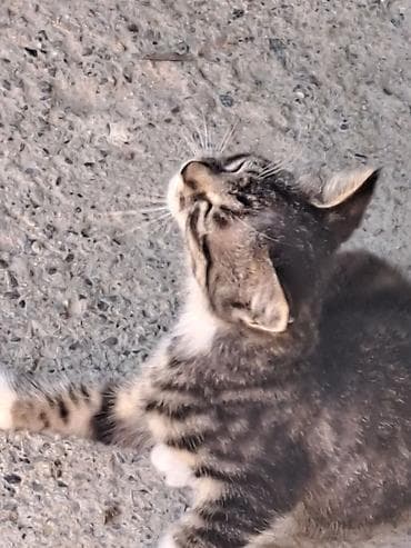 кошка кот: Отдам бесплатно девочка подобрала у дома Котёнок серо-тигрового окраса — 5