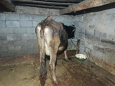 тоок сатам: Сатам | Уй (ургаачы) | Сүт алуу үчүн | Асыл тукумдуу — 5