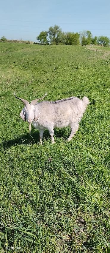 телята музо: Продаю | Коза (самка) | Полукровка | Для молока | Котные — 9