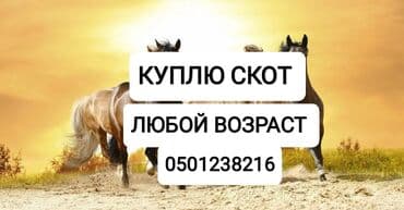 усыпление животных бишкек: Сатып алам | Уйлар, букалар, Жылкылар, аттар, Башка а/ч жаныбарлары | Күнү-түнү, Бардык шартта, Союлган — 1