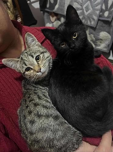 Кошка даром: Беспородная, 9 месяцев, Девочка, Приучена к лотку