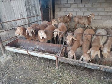 Продаю | Баран (самец) | Арашан | Для разведения | Племенные at lalafo.kg Продаю | Баран (самец) | Арашан | Для разведения | Племенные