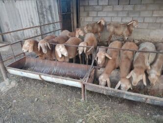 дом кролика: Продаю | Баран (самец) | Арашан | Для разведения | Племенные — 1