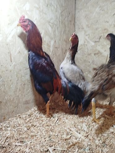 Үй жаныбарлары: Дакан Короздор сатылат 4 штук бар активный алмашу жолдору бар адрес — 6