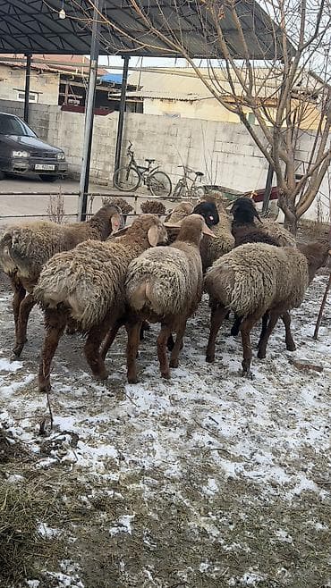 рамановский овцы: Продаю | Баран (самец) | Для разведения | Ярка — 9