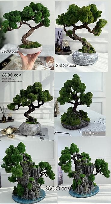 жылга сай арча бешик: Миниатюрные ДЕРЕВЬЯ Бонсай из стабилизированного мха — это стильная — 4