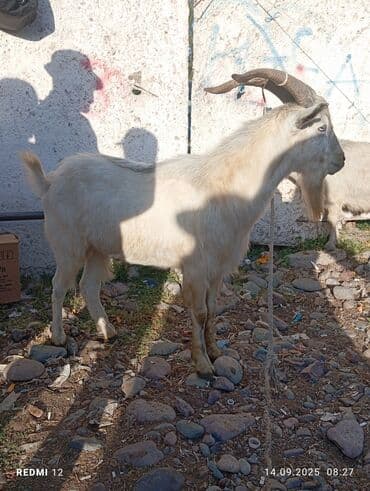 корова молоко литор 10: Продаю | Козёл (самец) | Для молока | Племенные, Осеменитель — 5