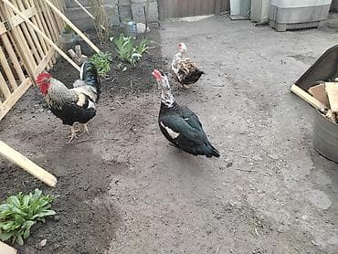 селезни: Продаю в Бишкеке самцов ( селезней) древесной утки (индоутки) или — 5