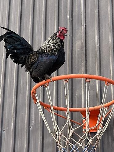 яица для инкубации: Продаю | Куры, Петух — 4