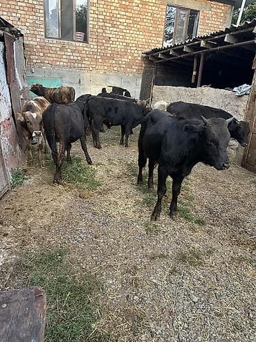 Продаю | Бык (самец) | На откорм at lalafo.kg Продаю | Бык (самец) | На откорм