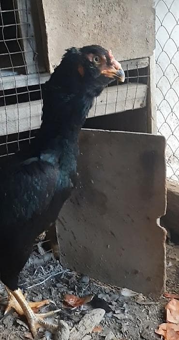 буудай сатам: Дакан курочка бородачка большая примерна 4кг цеплять даёт хороших — 6