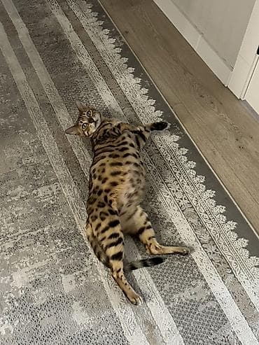 сибирская лесная кошка: Бенгальская, 2 года, Девочка, Приучена к лотку, Проглистована, С документами — 2