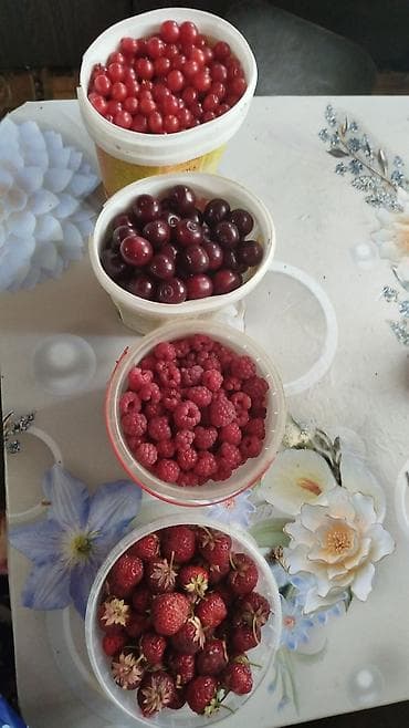 малина урук: Земляника/клубника – рассада и ягоды, сорта: - Тоскана ампельная (на — 3