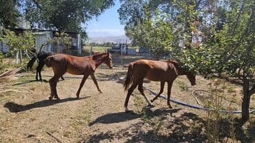 сколько стоит померанский шпиц в бишкеке: Продаю | Жеребенок — 4