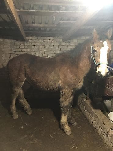 лайки собаки: Продаю | Жеребец | Полукровка | Конный спорт — 3