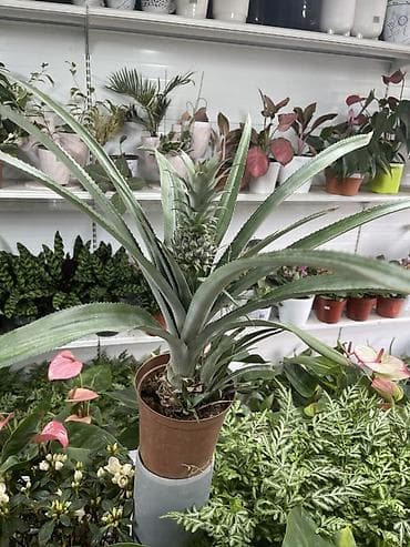 Ананас в горшке (Ananas comosus) - Декоративно-плодовое комнатное at lalafo.kg Ананас в горшке (Ananas comosus) - Декоративно-плодовое комнатное
