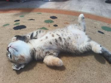 домашние котята: Беспородная, 1 месяц, Девочка, Приучена к лотку — 4