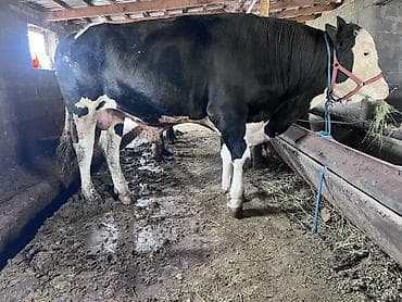 купить мейн кун: Продаю | Бык (самец) | Для разведения | Осеменитель — 1