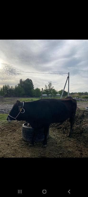 арпа нутанс: Продаю | Корова (самка) | Для молока | Привязанные — 3