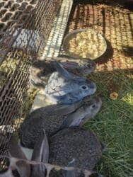 продам козу дойную: Продаю | Крольчата | Для разведения | Племенные — 1