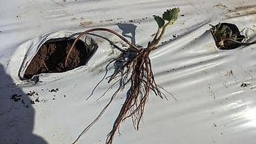 кукуруза на попкорн: Саженцы (Көчөт) Клубника Альбион сатылат. Ачык тамыр, жерден казылган — 6