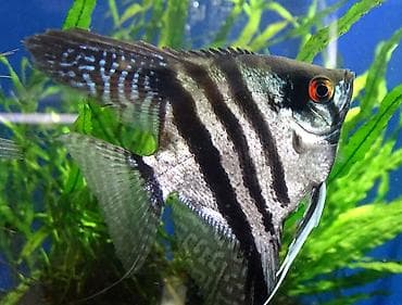 клариевый сом: Скалярия (Pterophyllum), классическая полосатая форма. - Окрас — 1