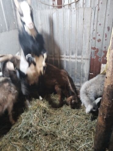 зааненские козы где можно купить и цена: Продаю | Коза (самка), Козёл (самец), Козлёнок | На забой, Для разведения | Котные, Осеменитель — 3