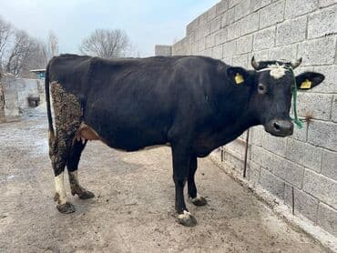 коровы молочной породы купить: Продаю | Корова (самка) | Для молока | Привязанные — 4