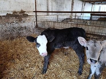 английский байтал: Продаю | Бык (самец), Тёлка, Музоо, торпок | Швицкая, Симментальская | На откорм, Для разведения, Для молока | Искусственник — 3
