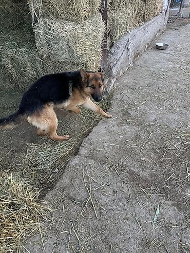 Немецкая овчарка, 2 года, Самец