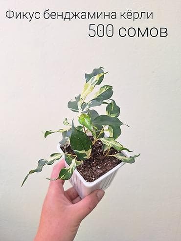 сколько стоит мандарин: 🌿 Комнатные растения/цветы (укоренённые черенки/молодые — 9