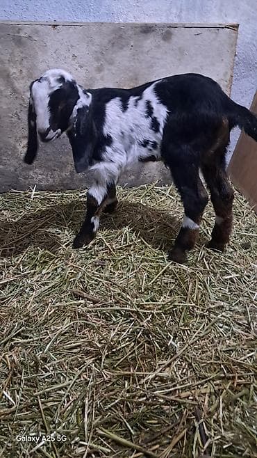 сибирская кошка черная: Продаю | Козлёнок | Нубийская | Для разведения — 3