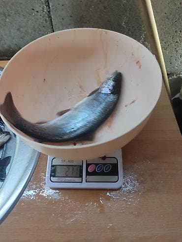 сомики для аквариума: Продаю форель (молодь) 🐟Вес: 250–300 гВыращена в  речной воде Рыба — 5